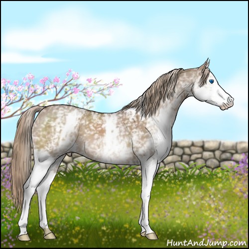 Horse Color:White Spotted Liver Red Dun Splash 