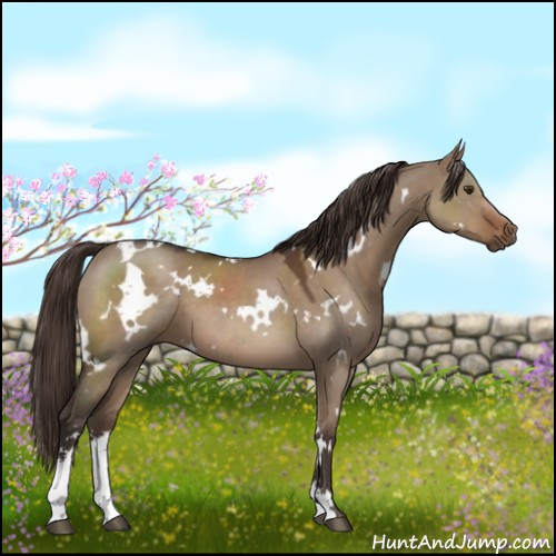 Horse Color:White Spotted Liver Red Dun Sabino 