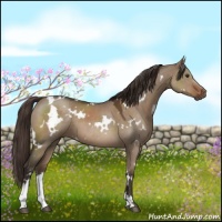 Horse Color:White Spotted Liver Red Dun Sabino 