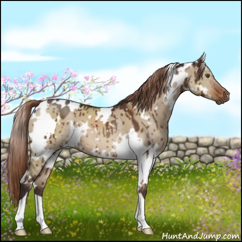 Horse Color:White Spotted Liver Red Dun Brindle 