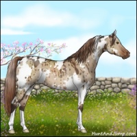 Horse Color:White Spotted Liver Red Dun Brindle 