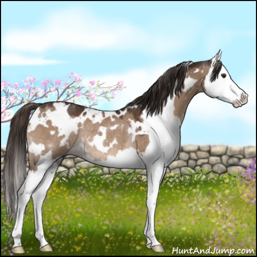 Horse Color:White Spotted Liver Red Dun Splash Rabicano 