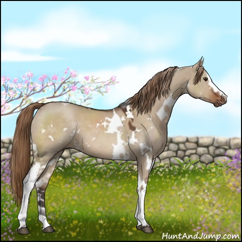 Horse Color:White Spotted Liver Red Dun