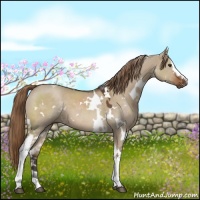 Horse Color:White Spotted Liver Red Dun 
