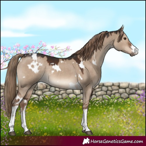 Horse Color:White Spotted Liver Red Dun 