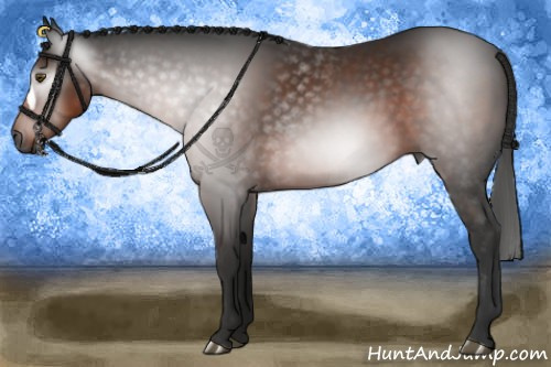 Horse Color:Gray Liver Chestnut 