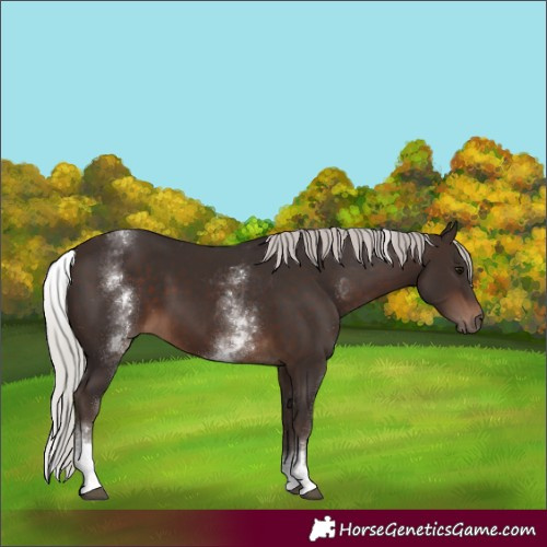 Horse Color:White Spotted Silver Brown 