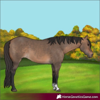 Horse Color:Bay Dun Sabino