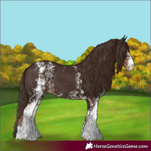 Horse Color:White Spotted Liver Chestnut 