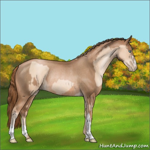 Horse Color:Gold Champagne Pearl Rabicano  and Liver Chestnut Pearl Rabicano 