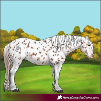 Horse Color:Bay Appaloosa 