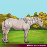 Horse Color:Chestnut Appaloosa 