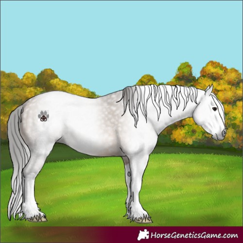 Horse Color:Gray Bay Dun Splash 