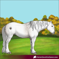 Horse Color:Gray Bay Dun Splash 