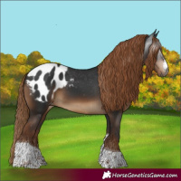 Horse Color:Gray Liver Chestnut Sabino Tobiano Appaloosa Rabicano 
