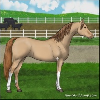 Horse Color:Red Dun 
