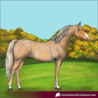 Horse Color:Palomino Roan 