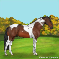 Horse Color:Bay Tobiano 