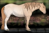 Horse Color:Gold Champagne Rabicano