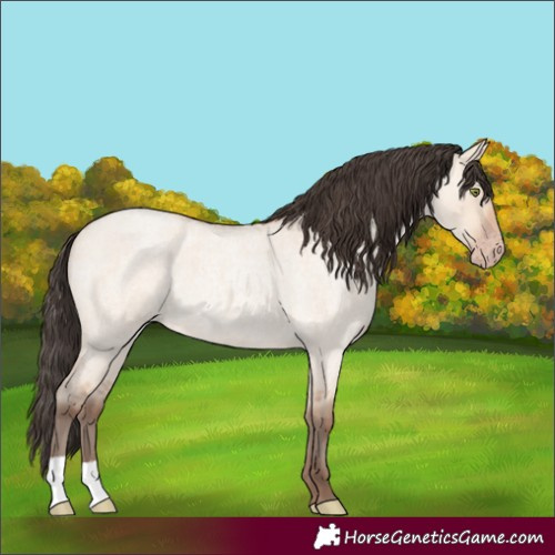 Horse Color:Amber Champagne Roan Dun 