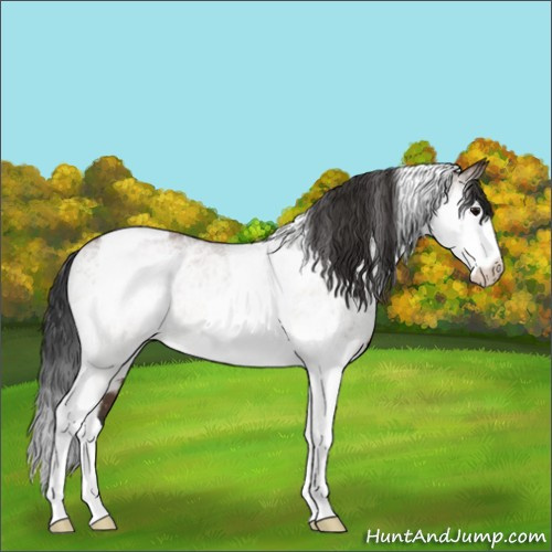 Horse Color:White Spotted Bay Tobiano Rabicano