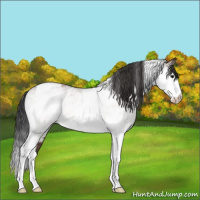 Horse Color:White Spotted Bay Tobiano Rabicano