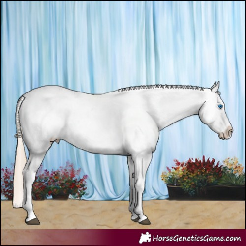 Horse Color:Chocolate Palomino Roan Splash Blanket