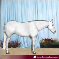 Horse Color:Chocolate Palomino Roan Splash Appaloosa