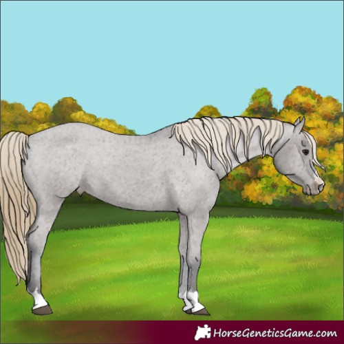 Horse Color:Smoky Grullo Appaloosa 