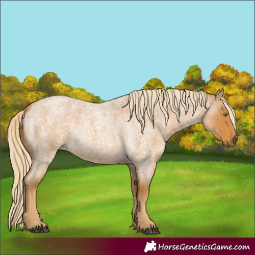 Horse Color:Palomino Roan 