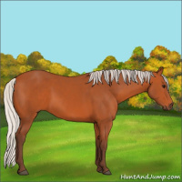 Horse Color:Silver Bay 