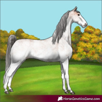 Horse Color:White Spotted Bay 