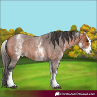 Horse Color:White Spotted Bay Roan Varnish 