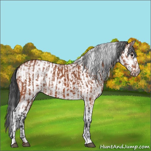 Horse Color:Bay Sabino Rabicano  and White Spotted Bay Sabino Rabicano 