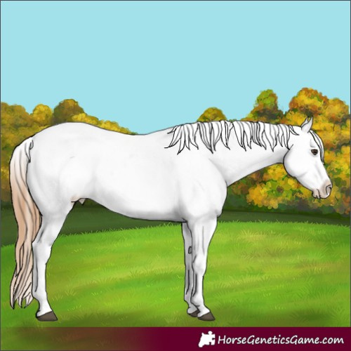 Horse Color:Red Roan Appaloosa 