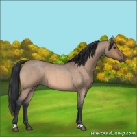 Horse Color:Brown Roan Dun 