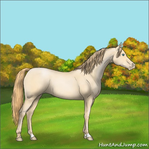 Horse Color:Buckskin Pearl