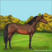 Horse Color:Bay 