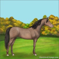Horse Color:Sable Champagne 