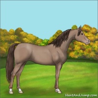 Horse Color:Classic Champagne 
