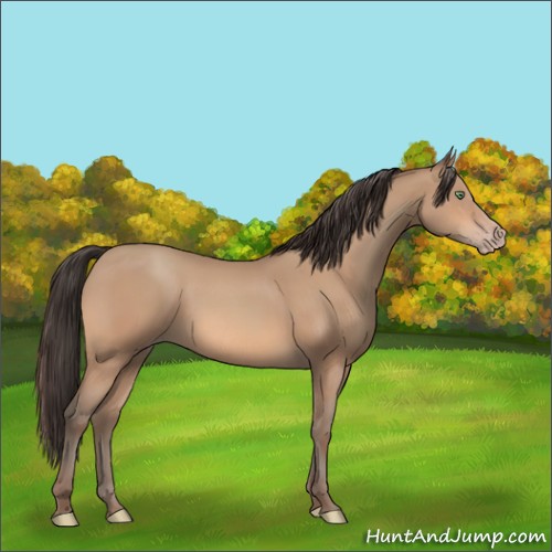 Horse Color:Amber Champagne