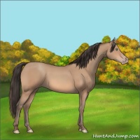 Horse Color:Amber Champagne 