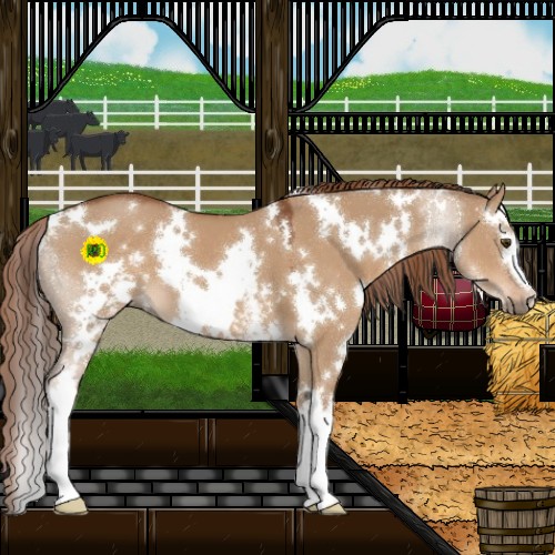 Horse Color:White Spotted Red Dun 