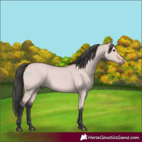 Horse Color:Platinum Bay Dun 