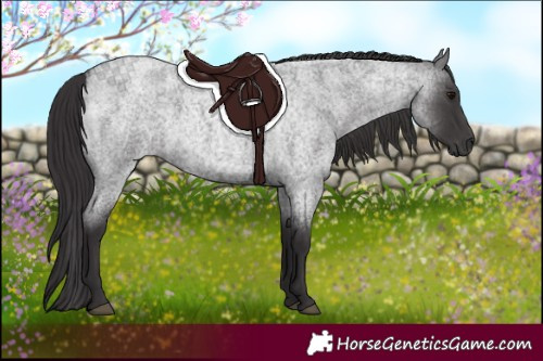 Horse Color:Smoky Blue Roan 