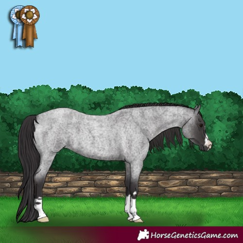 Horse Color:Smoky Blue Roan 