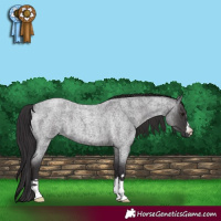 Horse Color:Smoky Blue Roan 