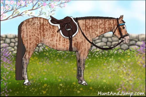 Horse Color:Bay Sabino Rabicano and Amber Champagne Sabino Rabicano