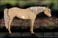 Horse Color:Palomino Roan Frame 