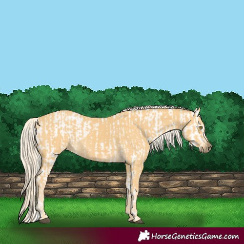 Horse Color:Palomino Appaloosa  and Palomino 